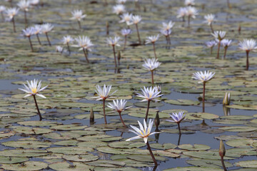 Water lily. Lilac water lilies in Djoudj national park, reserve Senegal, Africa. African landscape, scenery, African nature. Senegalese plant, flowers of lilac water lily. Lily bloom, lilies blossom