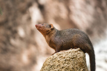 Portrait of a single common dwarf mongoose stood on a rock and looking up
