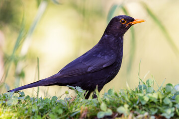 Common blackbird (Turdus merula) sitting at a pond in spring.