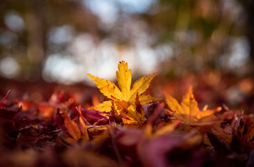 autumn leaves on the ground