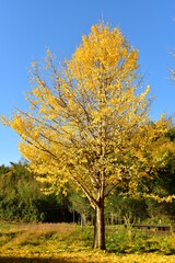 Fototapeta premium 小湊鉄道大久保駅近くの美しいいちょうの木