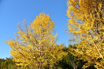 Fototapeta premium 小湊鉄道大久保駅近くの美しいいちょうの木