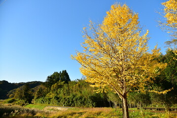 小湊鉄道大久保駅近くの美しいいちょうの木
