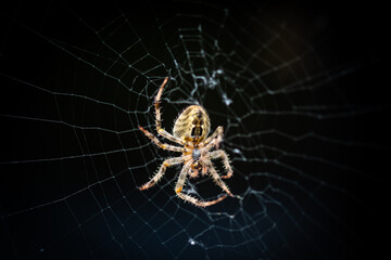 macro closeup shot Black cross spider insect Araneus diadematus commonly known as European garden spider in the wild in its web nest