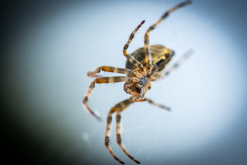 macro closeup shot Black cross spider insect Araneus diadematus commonly known as European garden spider in the wild in its web nest