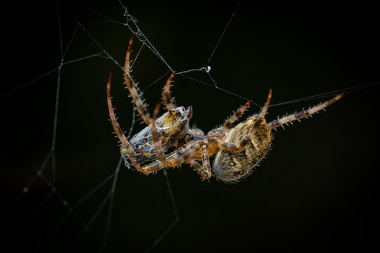 macro shot Black cross spider Araneus diadematus commonly known as European garden spider in the wild caught a wasp in its web and has cocooned it before taking the insect away and eating it