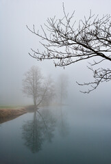 landscape with a bare tree in the morning at sunrise in the autumn time by the lake,