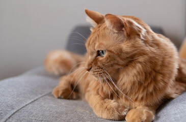 見つめる猫　茶トラ猫