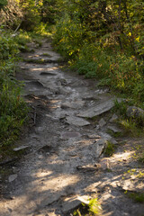 Shine summer landscape with walkway in bright green forest with boulders, roots and green grass in golden evening sunbeams and shadows, closeup, blur, vertical. Magic walk in wild outdoors.