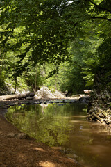 Summer landscape with lush green trees with bright leaves and fresh mountain quiet river in sunbeams and reflection on water. Vacation and adventures in wild nature.