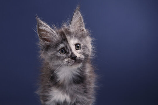 funny Maine Coon Kitten on a blue background. cat portrait in photo studio