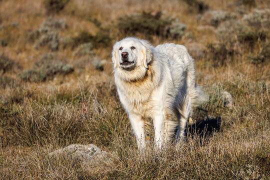 portrait of a herd dog, patou breed