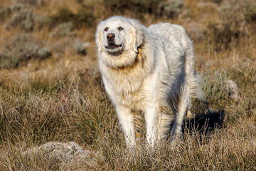 Fototapeta na wymiar portrait of a herd dog, patou breed