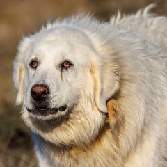 portrait of a herd dog, patou breed