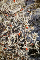 Rote Hagebutten zeichnen sich im Winter von den mit Rauhreif überzogenen Zweigen ab.
