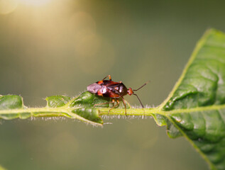 Eine rote Wanze, ein Gemeiner Nimrod mit schwarzen Flecken auf den Flügeln.