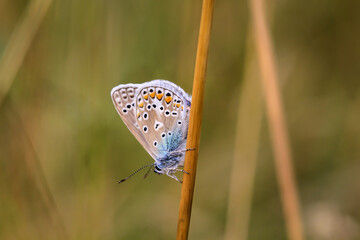 Ein Bläuling auf einer Graspflanze. Es gibt viele Bläulingarten.
