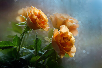 Fototapeta Zapłakane róże obraz