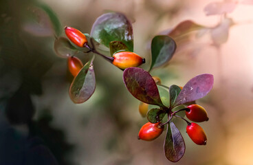 Czerwone owoce berberysu