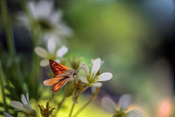 Mały motylek na kwiatku