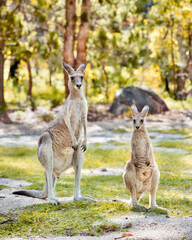 Obraz na płótnie Canvas Kangaroos, Australia