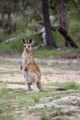 Naklejka na ściany i meble Kangaroo, Australia