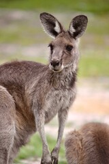 Naklejka na ściany i meble Kangaroo, Australia
