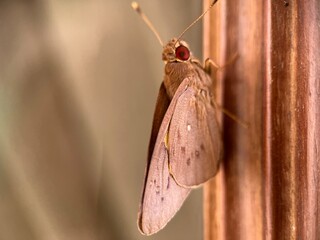 Selective focus view of red eye banana skipper or erionota thrax on window frame with blurred...