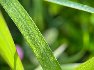 Selective focus view of beautiful water droplet on a green leaf with blurred background. Macro photography.