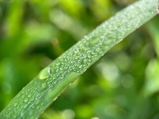 Selective focus view of beautiful water droplet on a green leaf with blurred background. Macro photography.