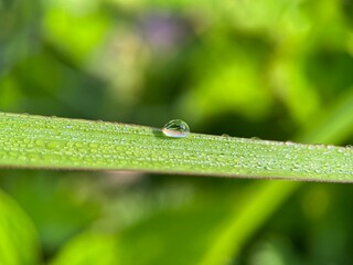 Selective focus view of beautiful water droplet on a green leaf with blurred background. Macro photography.