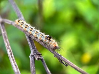 Selective focus view moth caterpillar walking on wood branch with blurred background. Macro photography.