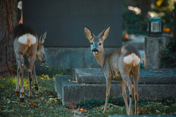 Rehe zwischen Gräbern am Wiener Zentralfriedhof © Vanell