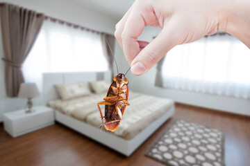 Hand holding cockroach at room in house background, eliminate cockroach in room house, Cockroaches as carriers of disease