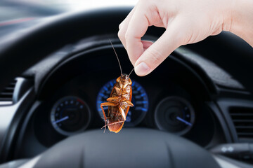 Hand holding cockroach in a car background, eliminate cockroach in car, Cockroaches as carriers of...