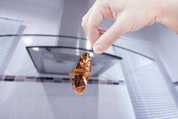 Hand holding cockroach with a kitchen background, eliminate cockroach in kitchen, Cockroaches as...