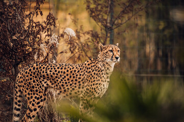 Stehender Gepard © Vanell