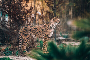Stehender Gepard
