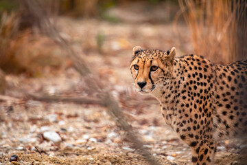 Gepard in Wildnis