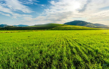 green field in spring day , sunset in a green shiny field with young grass and golden sun rays, deep blue cloudy sky on a background , summer valley landscape
