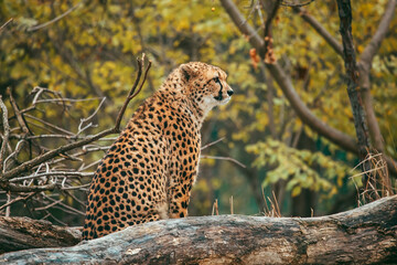 Sitzender Gepard in Seitenprofil © Vanell