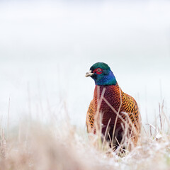 Pheasant on a winter meadow