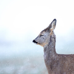 Obraz premium Roe deer Capreolus capreolus in winter. Roe deer with snowy background. Wild animal with antlers covered by velvet.