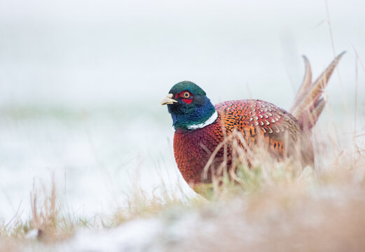 Pheasant on a winter meadow