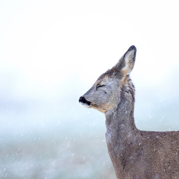  Roe deer Capreolus capreolus in winter. Roe deer with snowy background. Wild animal with antlers covered by velvet.