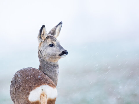 Roe deer Capreolus capreolus in winter. Roe deer with snowy background. Wild animal with antlers covered by velvet.