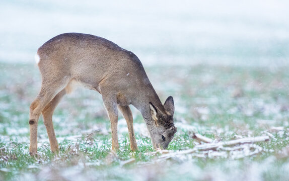 Young roe buck eating grass on a snowy field in winter