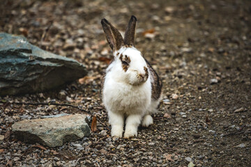 Hauskaninchen im Freien