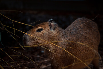 Capybara zwischen Stroh