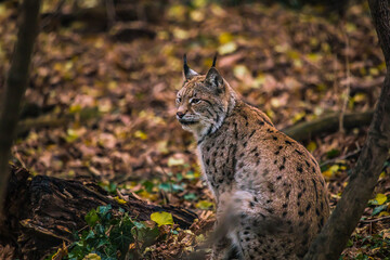 Luchs sitzt zwischen Blättern